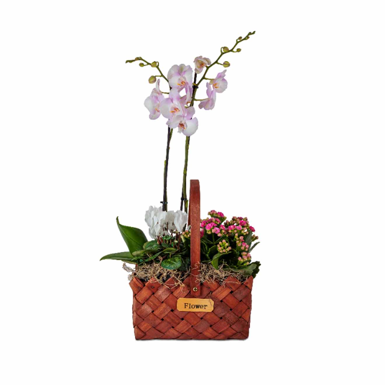 Aranjament cu plante
