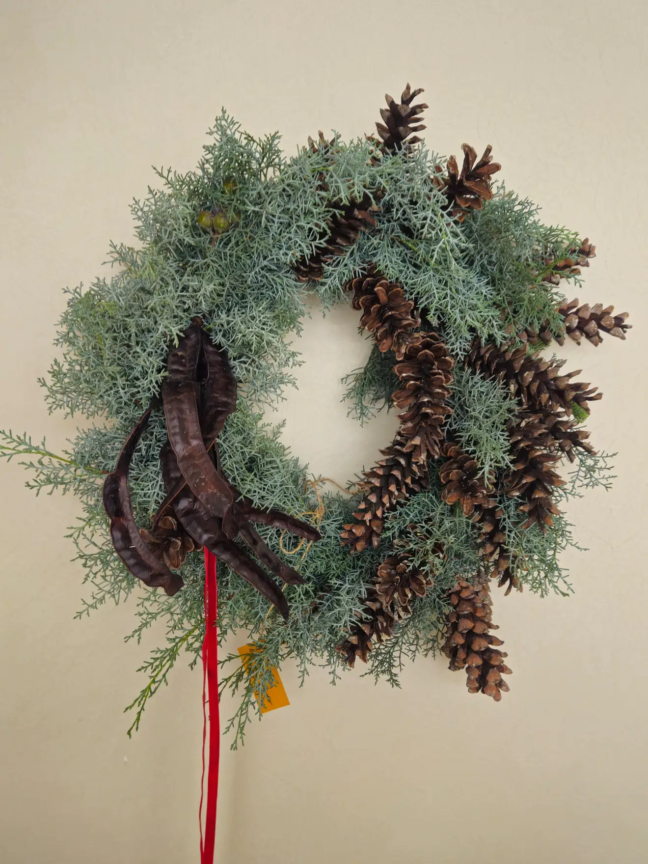 Coronita cu Cypressus